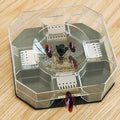 A clear plastic hexagonal trap with a dark gray base contains four brown cockroaches and bait powder on a wooden surface.