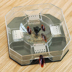 A clear plastic hexagonal trap with a dark gray base contains four brown cockroaches and bait powder on a wooden surface.