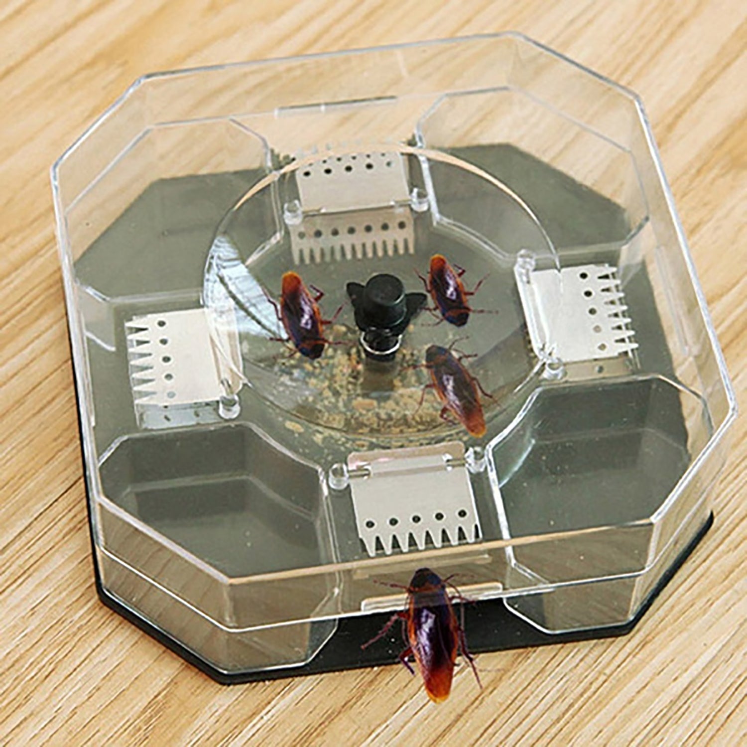 A clear plastic hexagonal trap with a dark gray base contains four brown cockroaches and bait powder on a wooden surface.