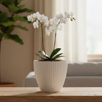Indoor planter featuring a white ribbed design for home greenery