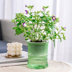 Plastic watering planter with cotton wick system